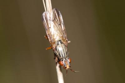  Dorycera 