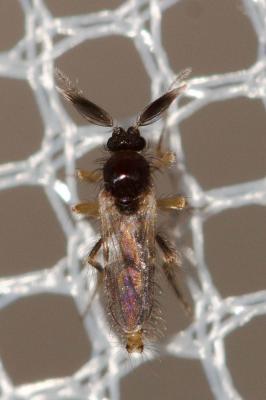  Forcipomyia Meigen, 1818