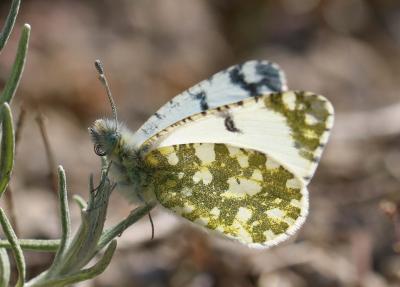 Marbré de Lusitanie (Le) Iberochloe tagis (Hübner, 1804)