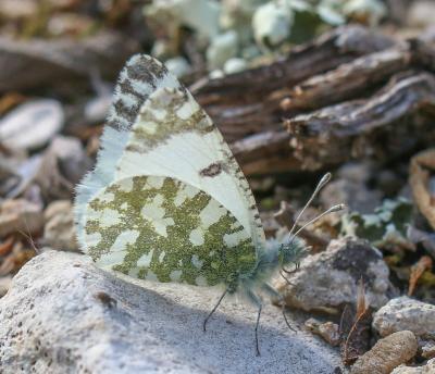 Marbré de Lusitanie (Le) Iberochloe tagis (Hübner, 1804)