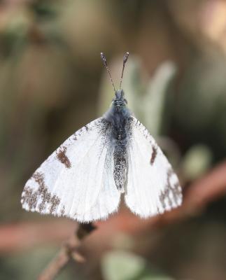 Marbré de Lusitanie (Le) Iberochloe tagis (Hübner, 1804)