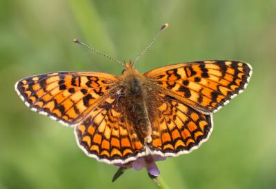 Mélitée des Centaurées (La), Grand Damier (Le) Melitaea phoebe (Denis & Schiffermüller, 1775)
