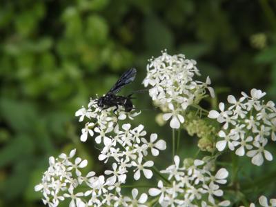  Cephaledo bifasciata bifasciata (Müller, 1766)