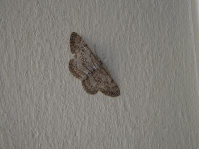 Boarmie pointillée (La) Hypomecis punctinalis (Scopoli, 1763)