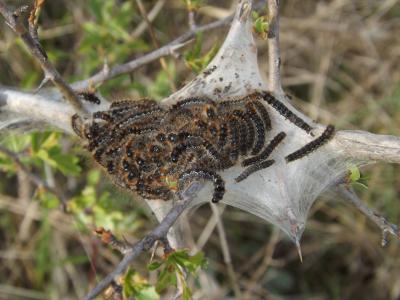 Bombyx Evérie (Le) Laineuse du Prunellier (La) Eriogaster catax (Linnaeus, 1758)