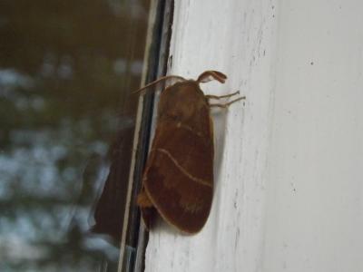 Bombyx de la Ronce (Le), Polyphage (La) Macrothylacia rubi (Linnaeus, 1758)