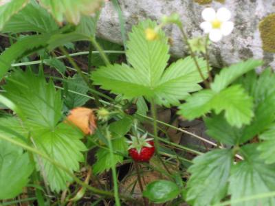 Fraisier sauvage, Fraisier des bois Fragaria vesca L., 1753