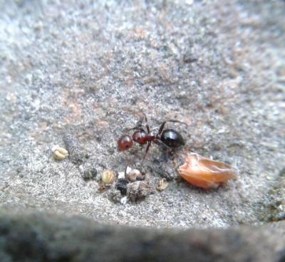  Camponotus lateralis (Olivier, 1792)