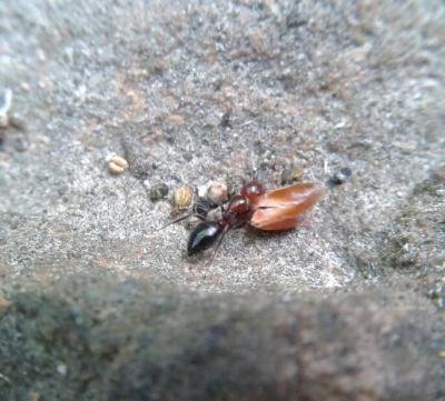  Camponotus lateralis (Olivier, 1792)