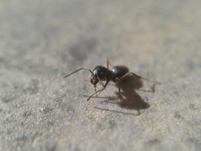  Tapinoma nigerrimum (Nylander, 1856)