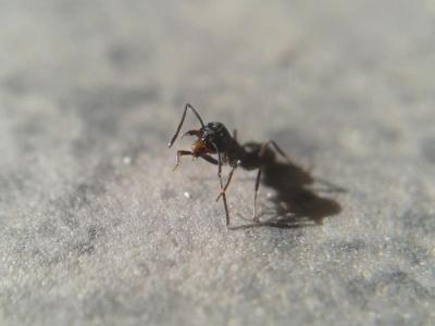  Tapinoma nigerrimum (Nylander, 1856)