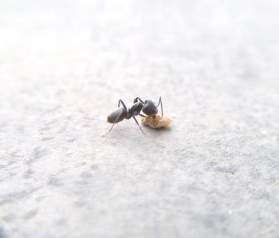  Tapinoma nigerrimum (Nylander, 1856)