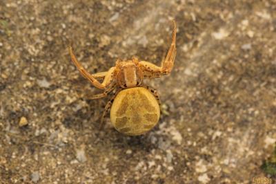 Xystique Xysticus 