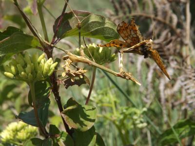 Empuse commune, Diablotin Empusa pennata (Thunberg, 1815)