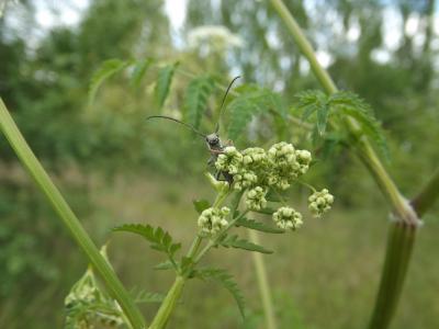  Phytoecia cylindrica (Linnaeus, 1758)