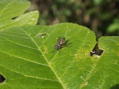 Tachinidae Fleming, 1821
