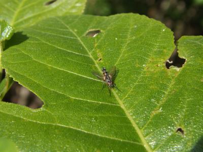  Tachinidae Fleming, 1821