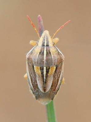  Aelia rostrata Boheman, 1852