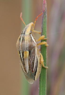  Aelia rostrata Boheman, 1852