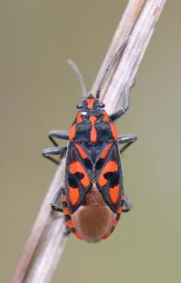 Punaise à damier Spilostethus saxatilis (Scopoli, 1763)