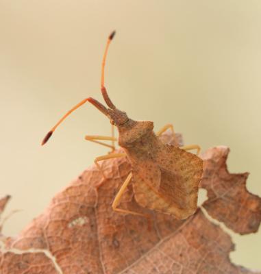  Syromastus rhombeus (Linnaeus, 1767)