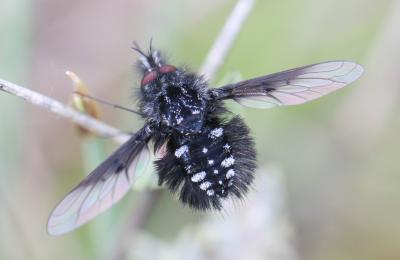  Bombylella atra (Scopoli, 1763)