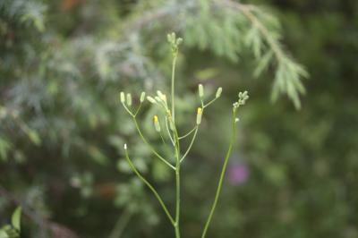 Crépide élégante, Crépide jolie Crepis pulchra L., 1753