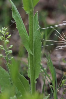 Crépide élégante, Crépide jolie Crepis pulchra L., 1753