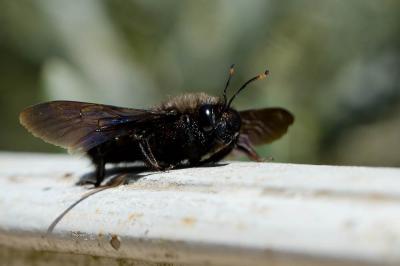 Abeille charpentière, Xylocope violet Xylocopa violacea (Linnaeus, 1758)
