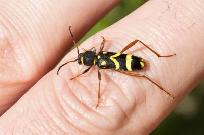 Clyte bélier (Le), Clyte guêpe (Le) Clytus arietis (Linnaeus, 1758)