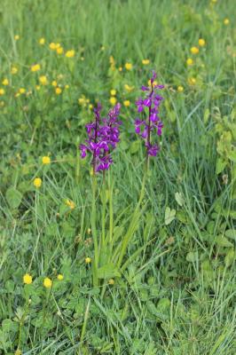 Orchis des marais à fleurs lâches Anacamptis palustris subsp. palustris (Jacq.) R.M.Bateman, Pridgeon & M.W.Chase, 1997