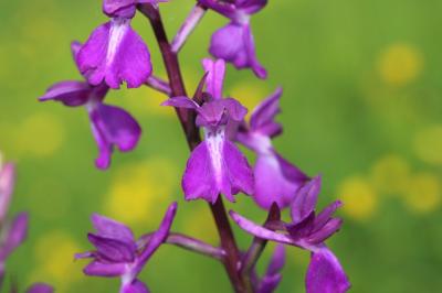 Orchis des marais à fleurs lâches Anacamptis palustris subsp. palustris (Jacq.) R.M.Bateman, Pridgeon & M.W.Chase, 1997