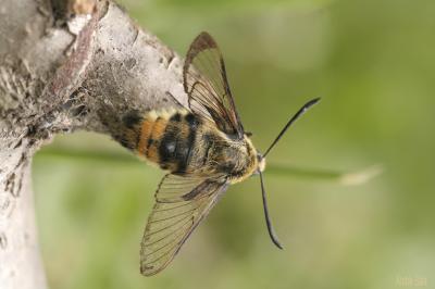 Sphinx-Bourdon (Le), Sphinx de la Scabieuse (Le) Hemaris tityus (Linnaeus, 1758)