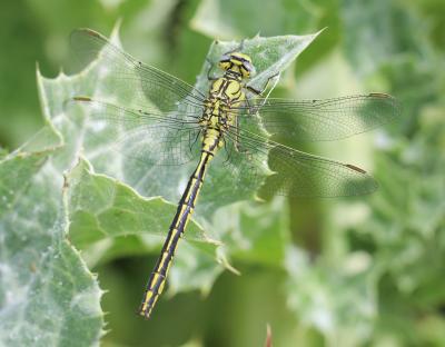 Gomphe joli (Le) Gomphus pulchellus Selys, 1840
