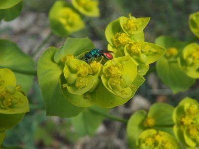  Chrysis Linnaeus, 1760
