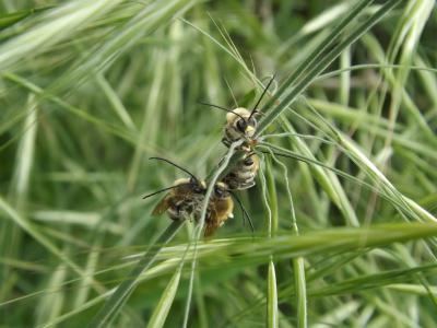  Eucera Scopoli, 1770