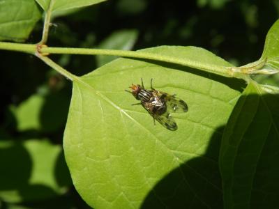  Otites jucunda (Robineau-Desvoidy, 1830)