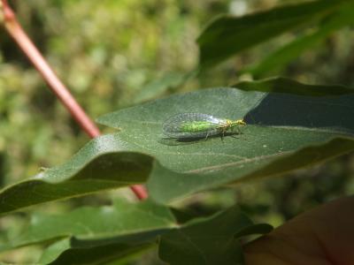  Hypochrysa elegans (Burmeister, 1839)