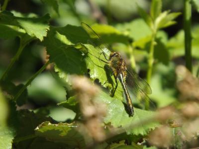 Cordulie bronzée (La) Cordulia aenea (Linnaeus, 1758)