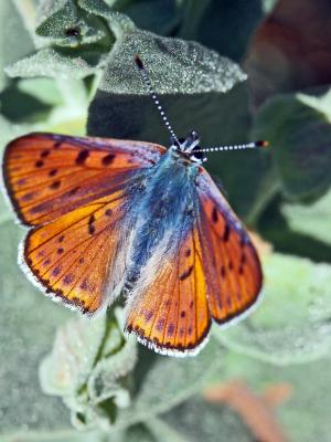 Cuivré mauvin (Le), Cuivré flamboyant (Le), Argus  Lycaena alciphron (Rottemburg, 1775)