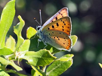 Cuivré mauvin (Le), Cuivré flamboyant (Le), Argus  Lycaena alciphron (Rottemburg, 1775)