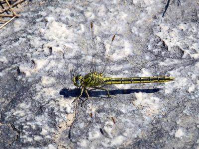 Gomphe joli (Le) Gomphus pulchellus Selys, 1840