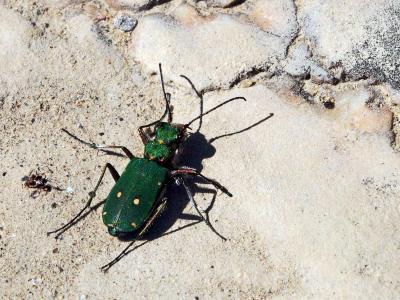 Cicindèle champêtre Cicindela campestris Linnaeus, 1758