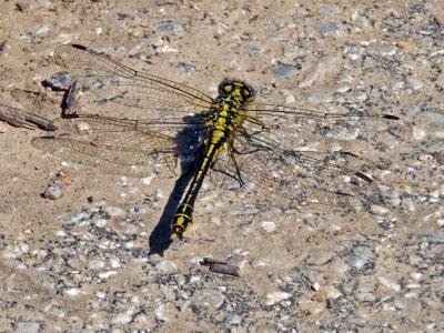 Gomphe semblable (Le) Gomphus simillimus Selys, 1840