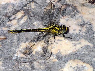 Gomphe semblable (Le) Gomphus simillimus Selys, 1840