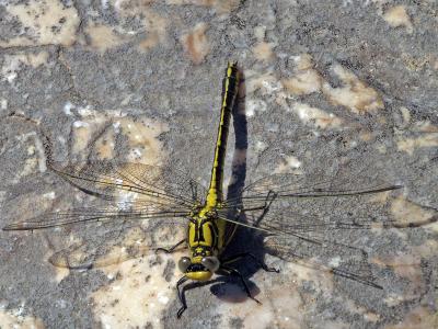 Gomphe semblable (Le) Gomphus simillimus Selys, 1840
