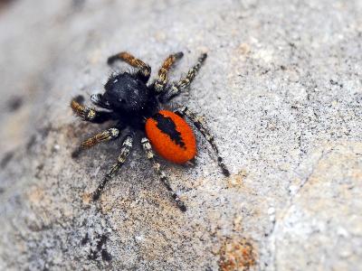 Saltique sanguinolent Philaeus chrysops (Poda, 1761)