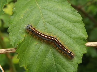 Livrée des arbres (La), Bombyx à livrée (Le) Malacosoma neustria (Linnaeus, 1758)