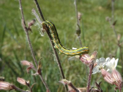 Bois-sec (Le) Xylena exsoleta (Linnaeus, 1758)