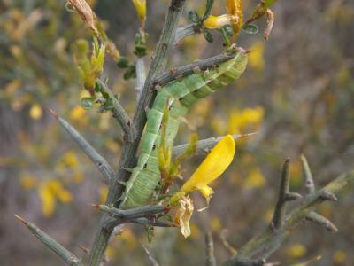 Gothique (La) Orthosia gothica (Linnaeus, 1758)